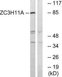 ZC3H11A antibody