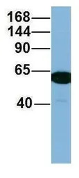 C17ORF71 antibody, Internal