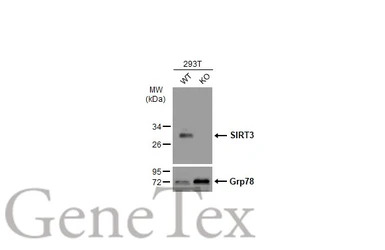 SIRT3 antibody [C3], C-term