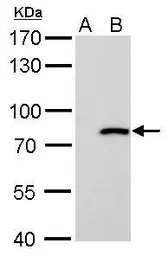 MX1 antibody [N2C2], Internal