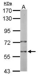 PRP19 antibody [N2C2], Interna