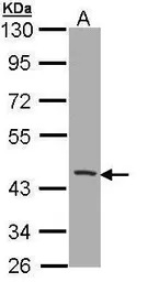 CD1b antibody [N2C3]