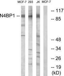 N4BP1 antibody