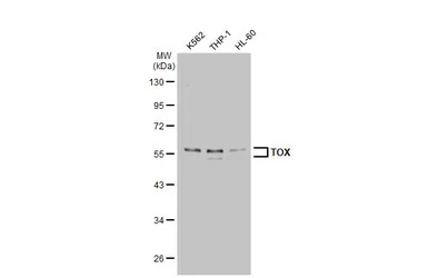 TOX antibody [N1C1]