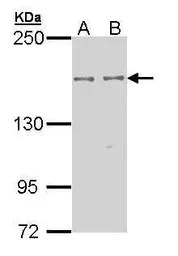 EPB41L2 antibody [N1N3]