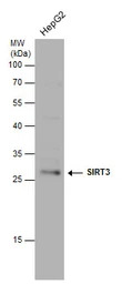 SIRT3 antibody [C3], C-term