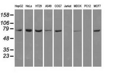 Hsp70 antibody [5F3]