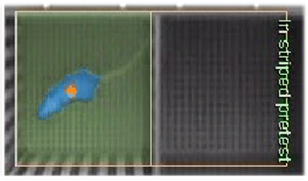 条件性位置偏爱视频分析系统，小动物偏爱实验