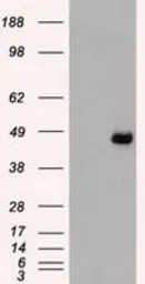 SEK1 / MKK4 antibody [8A8]