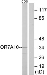 OR7A10 antibody