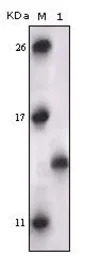 PRAK antibody [7H10B4]