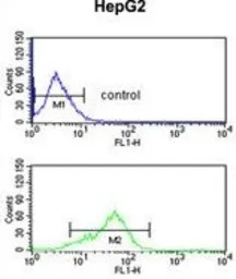 BANK1 antibody, Internal