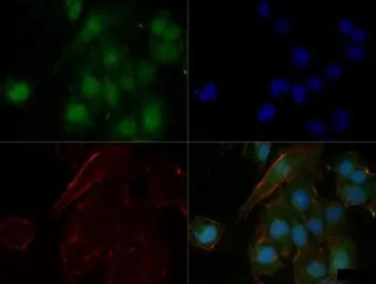 n-Myc antibody [NMYC-1]