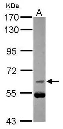 CDC25B antibody [C1C3]