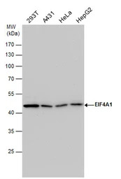 EIF4A1 antibody