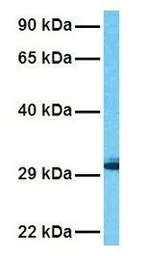 Prohibitin antibody, C-term