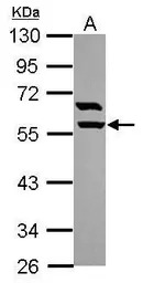 ARHGAP15 antibody [N1N3]
