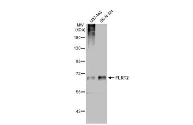 FLRT2 antibody