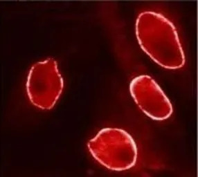 Importin beta 1 antibody [3E9]