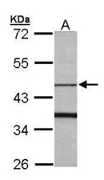 FBXO15 antibody [N1C1]