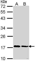 Cyclophilin A antibody [N1C3]