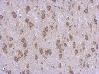 STAMBPL1 antibody [N3C3]