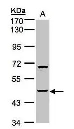 SPHK1 antibody