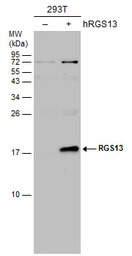 RGS13 antibody [N1C3]