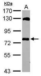 MTMR14 antibody [N2C2], Intern