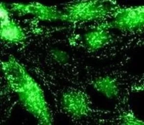 alpha Adaptin antibody [AC1-M1
