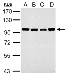 CSE1L antibody