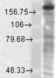 NMDAR2B antibody [S59-36]