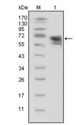 TrkA antibody [6B2]