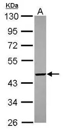 PIGO antibody [N2N3]