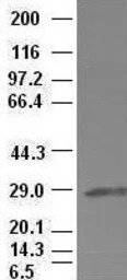 Hex antibody [3C4]