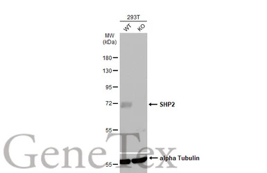 SHP2 antibody