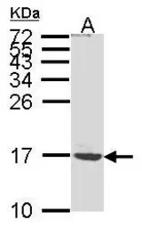 ATP5G1 antibody [N1C1]
