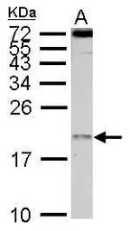 EIF1A antibody