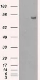 PDE10A antibody [1B2]