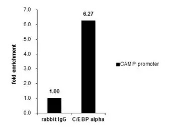 C/EBP alpha antibody [N1], N-t