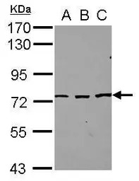 SFRS12 antibody