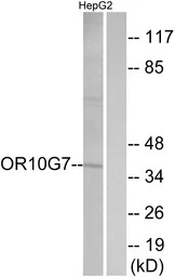 OR10G7 antibody