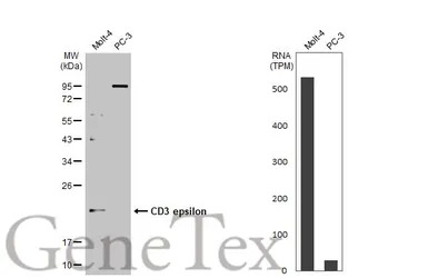 CD3 epsilon antibody [C2C3], C