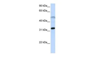 EIF3G antibody, Internal