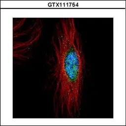 PLK4 antibody