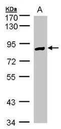 H6PD antibody [N2N3]