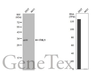 FHL1 antibody