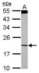 PDCD6 antibody