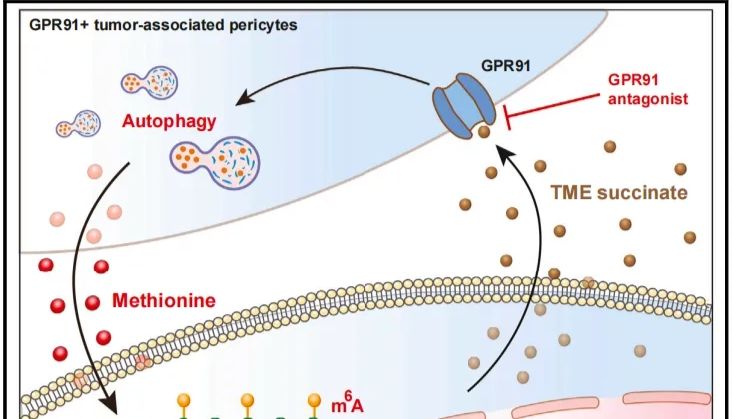 告别传统游标卡尺，Peira肿瘤测量仪带来动物体表肿瘤测量的解决方案