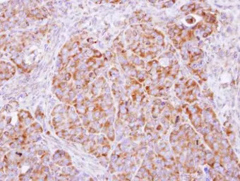 COPB antibody [N1N2], N-term